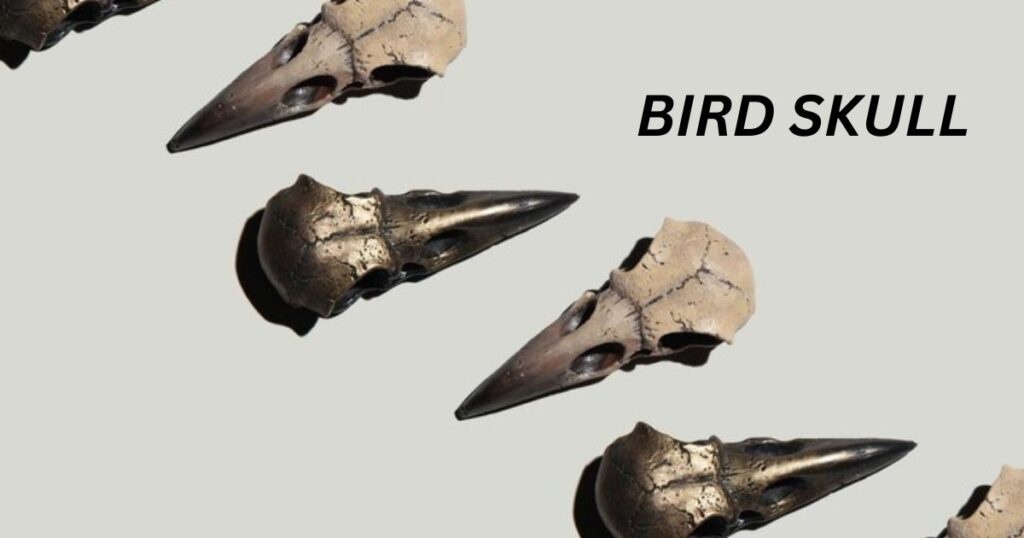 bird skull