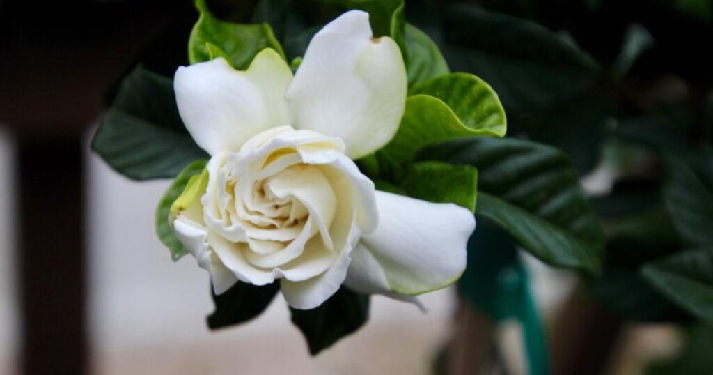 fragrant gardenia